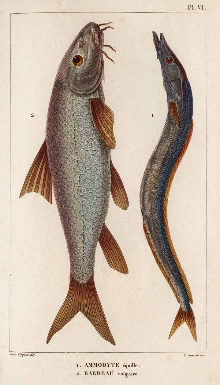 Ammodyte equille a vulgární Barbeau.“ „Fauna des Mdecins aneb historie zvířat a jejich produktů od Hippolyte Cloqueta“ – svazek 6 – 1825. od Hippolyte Cloquet
