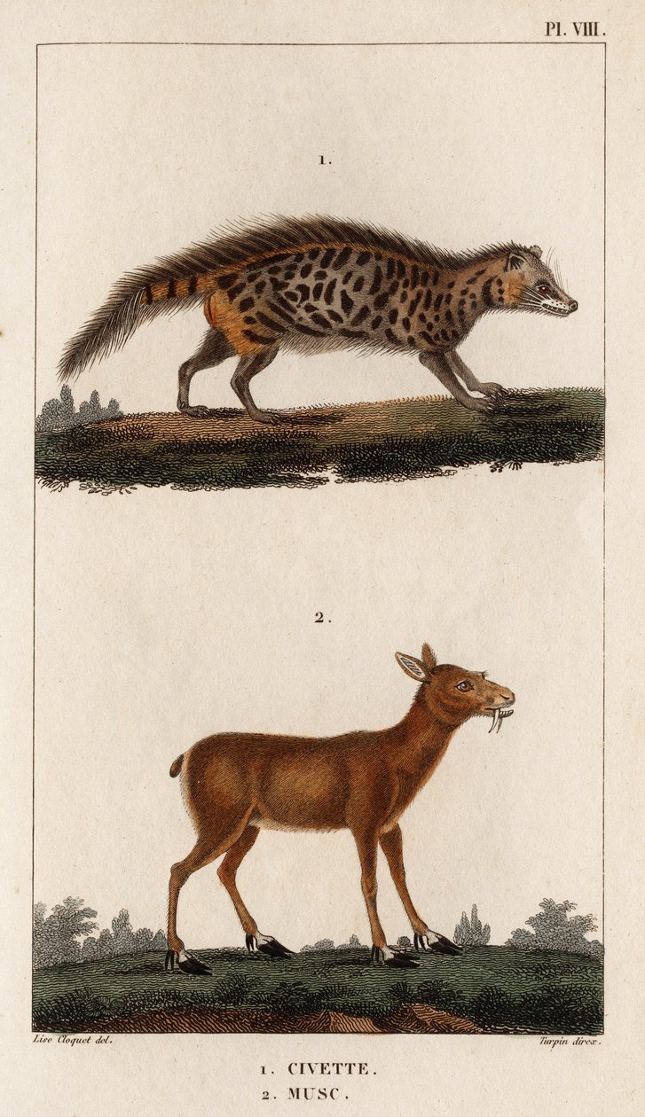 Cibet a pižmo.“ „Fauna des Mdecins aneb historie zvířat a jejich produktů od Hippolyte Cloqueta“ – svazek 6 – 1825. od Hippolyte Cloquet