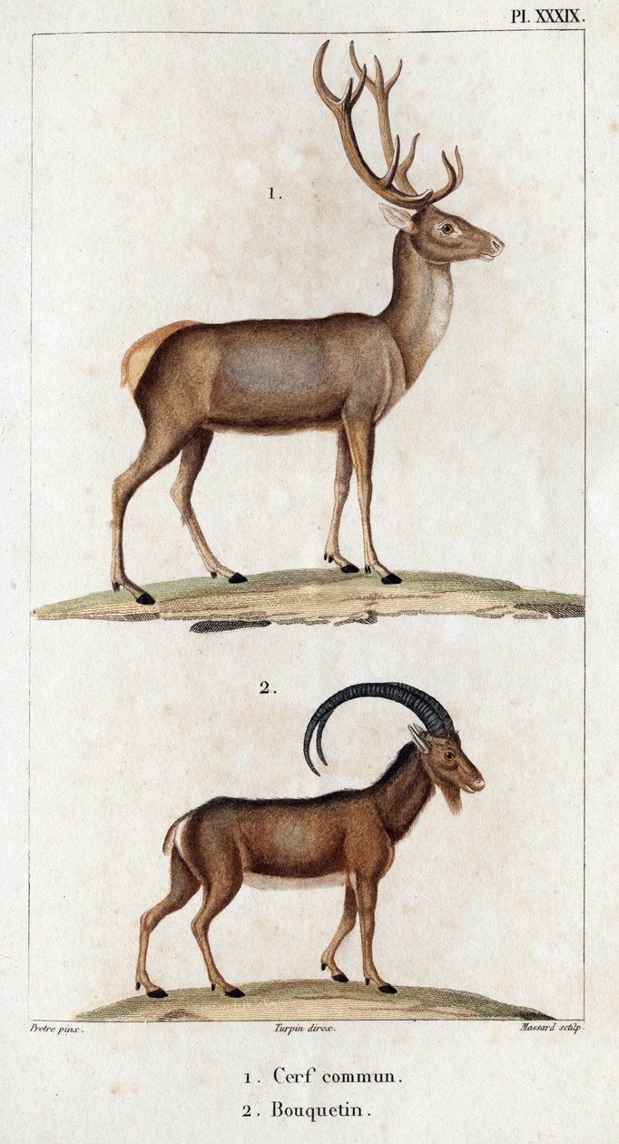 Jelen obecný a kozorožec.“ „Fauna des Mdecins aneb historie zvířat a jejich produktů od Hippolyte Cloqueta“ – svazek 6 – 1825. od Hippolyte Cloquet