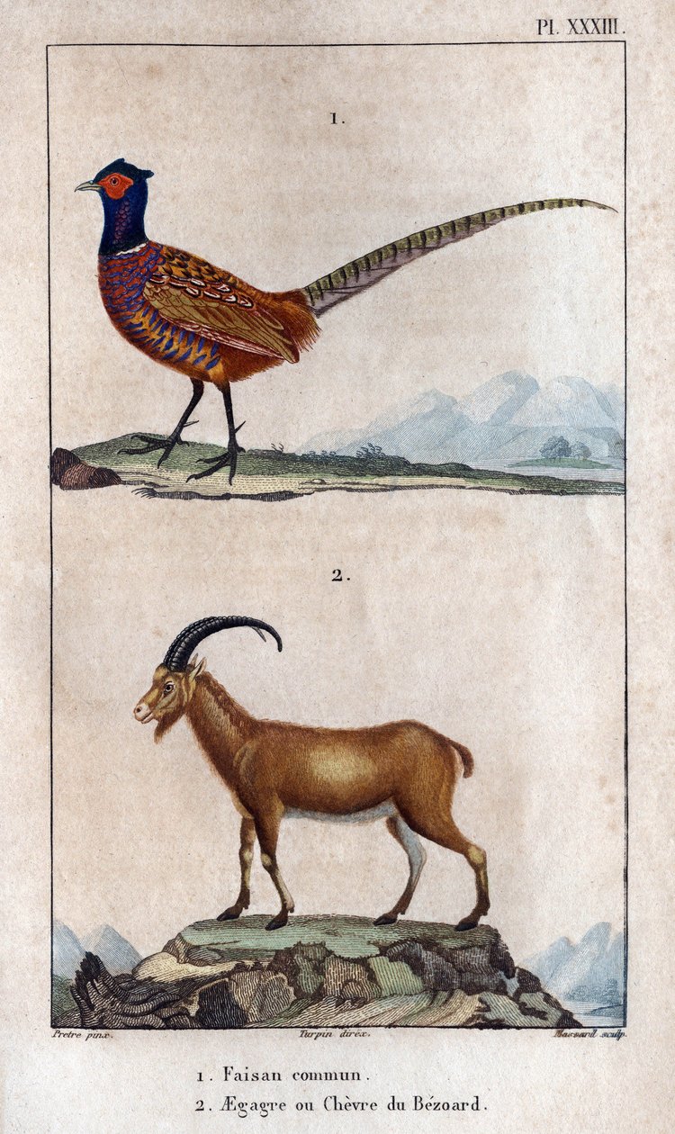 Bažant obecný a Bezoardův Chevre. Deska převzata z "" Fauna dokumentů aneb historie zvířat a jejich produktů "" od Hippolyte Cloqueta od Hippolyte Cloquet