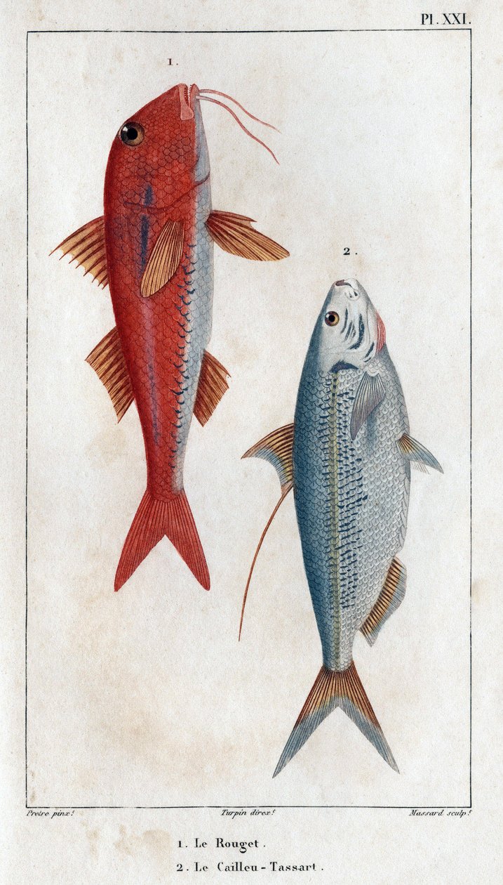 Rouget a Caillou-Tassart (Caillou Tassart). V ""Fauna des Medecins aneb historie zvířat a jejich produktů od Hippolyte Cloquet" - svazek 6 - 1825. od Hippolyte Cloquet