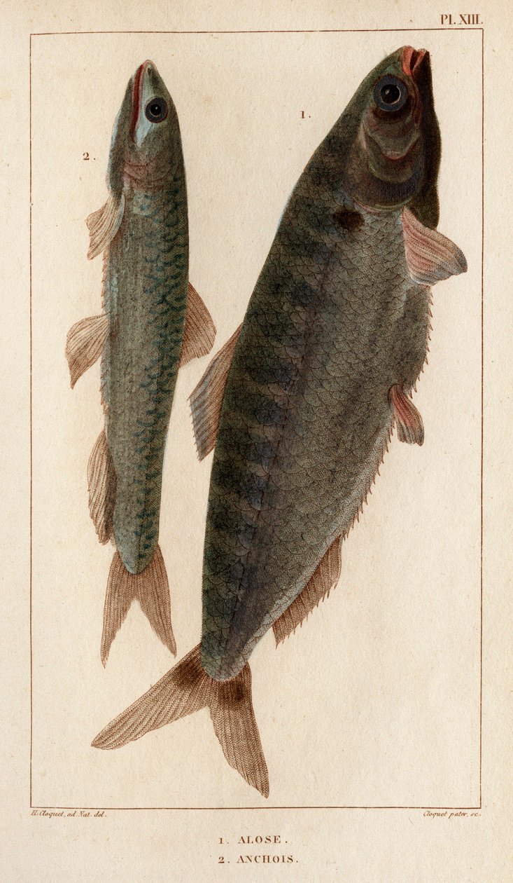Shad and ančovičky.“ „Fauna des Mdecins aneb historie zvířat a jejich produktů od Hippolyte Cloqueta“ – svazek 6 – 1825. od Hippolyte Cloquet