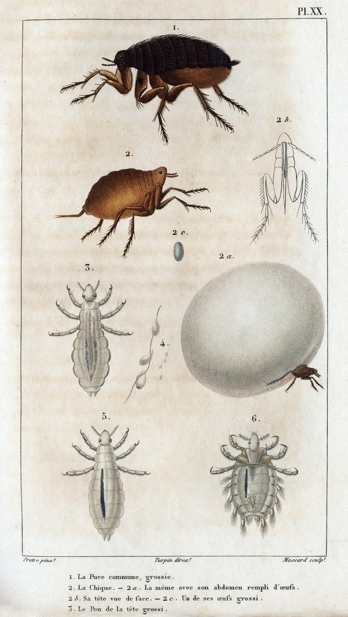 The Common Chic, the Pou.” Fauna des Médecins aneb historie zvířat a jejich produktů od Hippolyte Cloqueta“ - Volume 6 - 1825. od Hippolyte Cloquet
