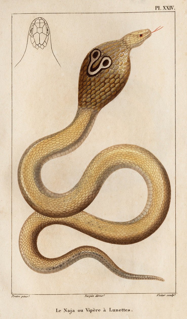 Naja neboli zmije má brýle.“ „Fauna des Mdecins aneb historie zvířat a jejich produktů od Hippolyte Cloqueta“ – svazek 6 – 1825. od Hippolyte Cloquet