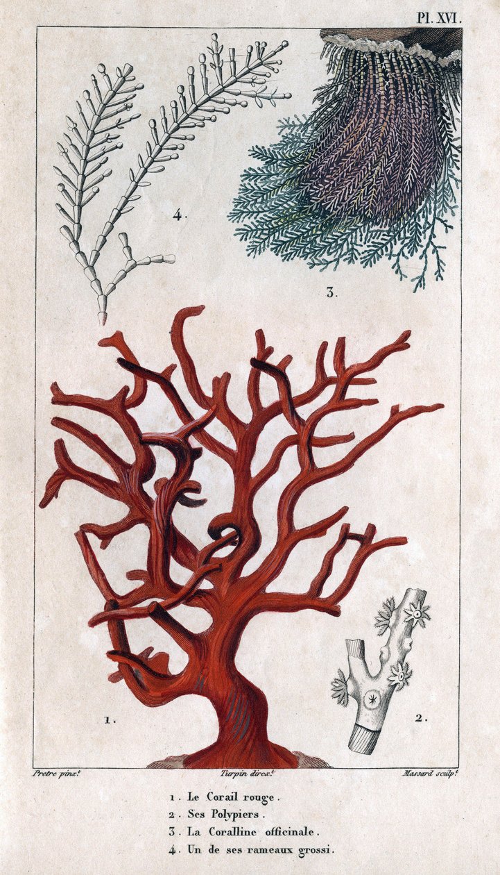 Červený korál, jeho Polypiers, Coralline officinale, jedna z hrubých větví. v "" Fauna doků aneb Historie zvířat a jejich produktů od Hippolyte Cloqueta" - svazek 6 - 1825. od Hippolyte Cloquet
