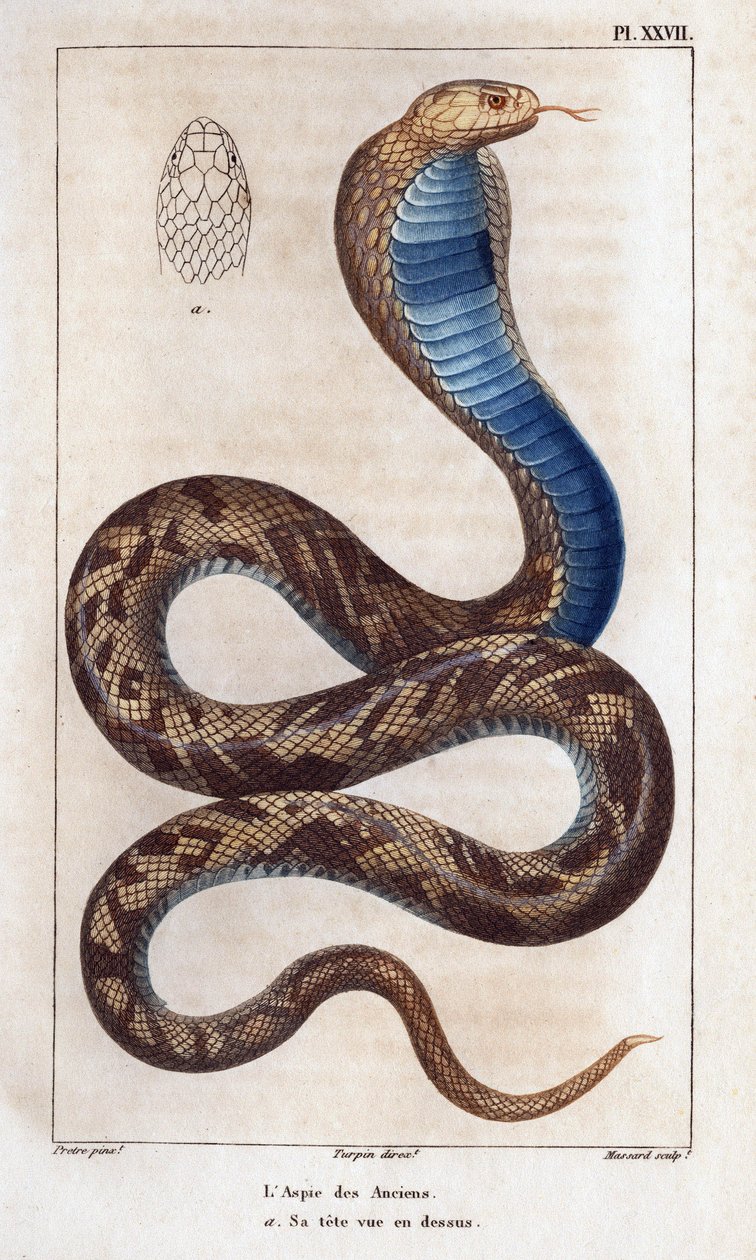 Aspik starších, jeho hlava je vidět nahoře.“ Fauna des Mdecins aneb historie zvířat a jejich produktů od Hippolyte Cloqueta“ - Volume 6 - 1825. od Hippolyte Cloquet