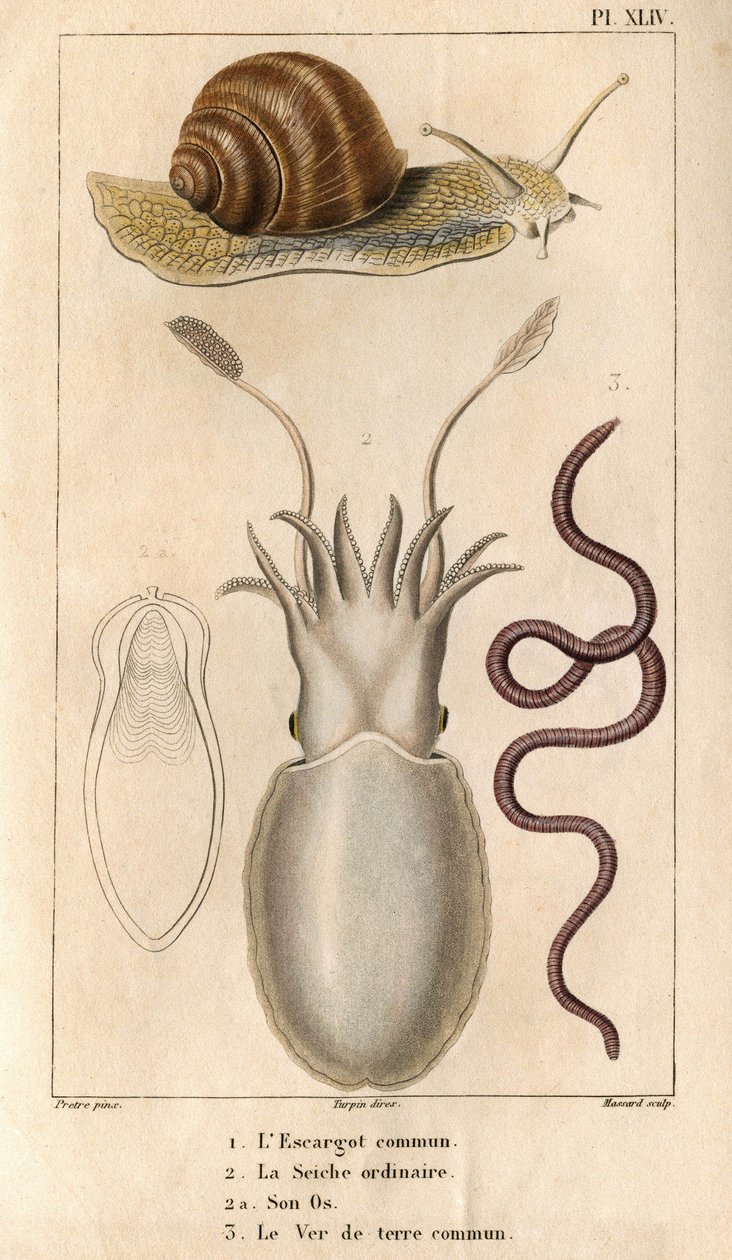 Hlemýžď obecný, sépie obyčejná, její kost, žížala obecná. v „“ Fauna doků aneb historie zvířat a jejich produktů od Hippolyte Cloqueta“““ – Volume 6 – 1825. od Hippolyte Cloquet