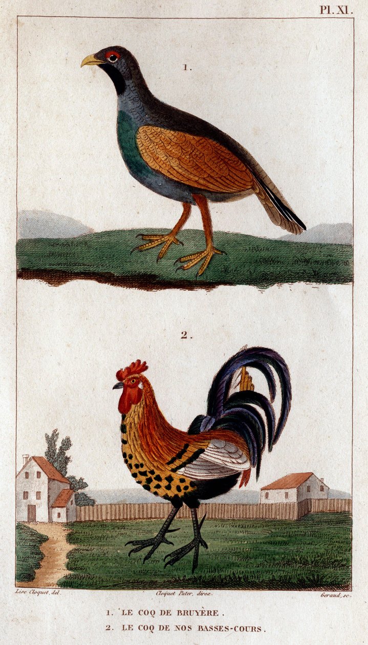 Kohout z Bruyere a kohout našich nízkých chodů.” “Fauna des Mdecins aneb historie zvířat a jejich produktů od Hippolyte Cloquet” - Volume 6 - 1825. od Hippolyte Cloquet