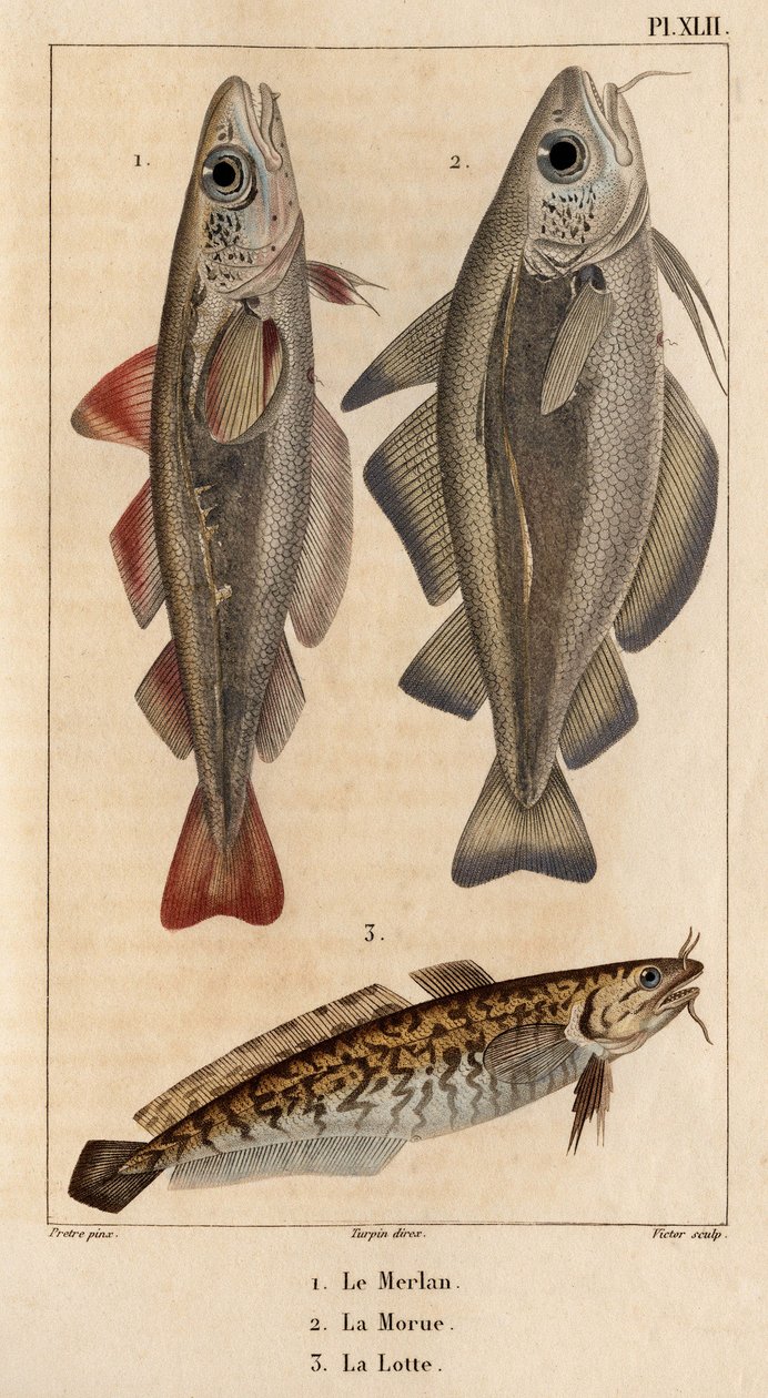 Treska, treska a burbot.“ Fauna des Mdecins aneb historie zvířat a jejich produktů od Hippolyte Cloqueta“ - Volume 6 - 1825. od Hippolyte Cloquet
