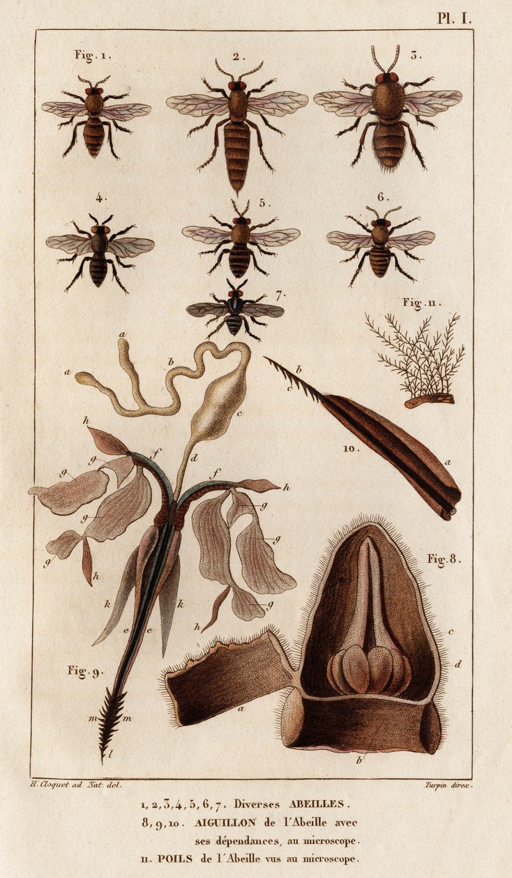 Různé včely.“ „Fauna des Mdecins aneb historie zvířat a jejich produktů od Hippolyte Cloqueta“ – svazek 6 – 1825. od Hippolyte Cloquet