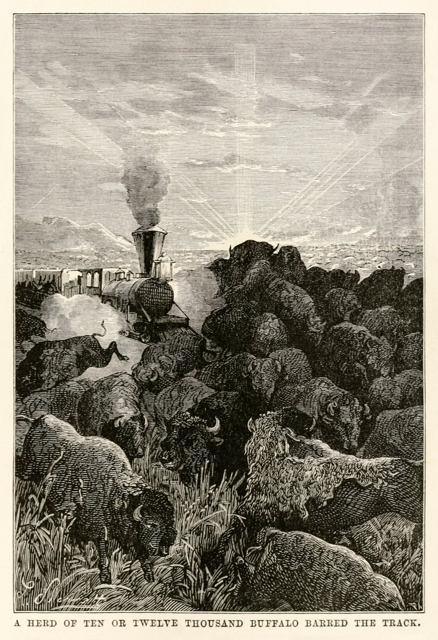 Stádo deseti nebo dvanácti tisíc bizonů zatarasilo cestu, z knihy Cesta kolem světa za osmdesát dní od Julese Verna (1828-1905), vyryla Louis Prevost, 1873 od Hippolyte Leon Benett