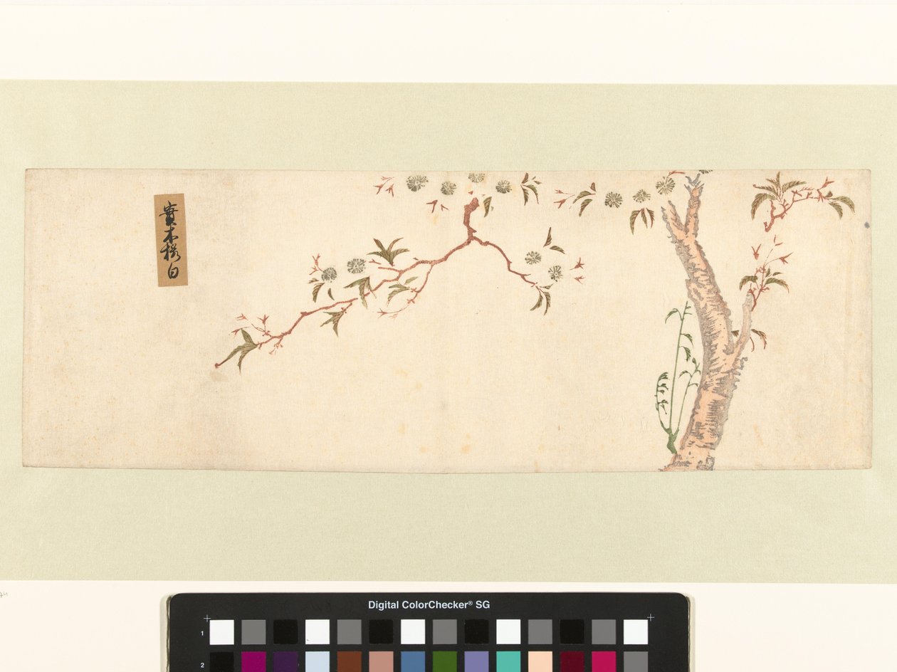 Kvetoucí třešeň od Hiroshige (I) , Utagawa (attributed to)