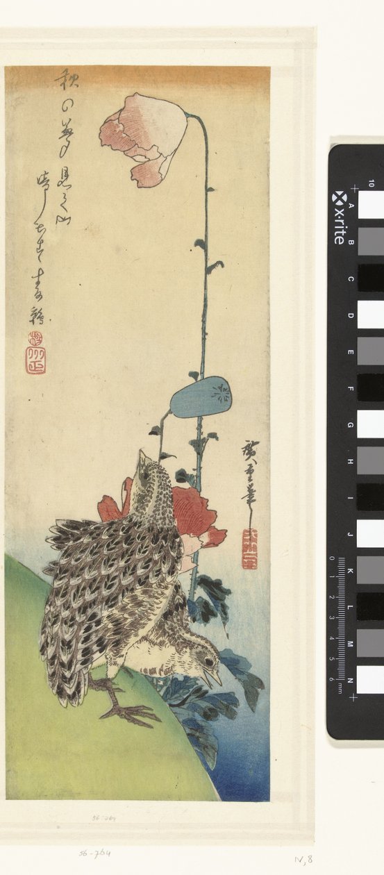 Křepelka a mák od Hiroshige (I) , Utagawa