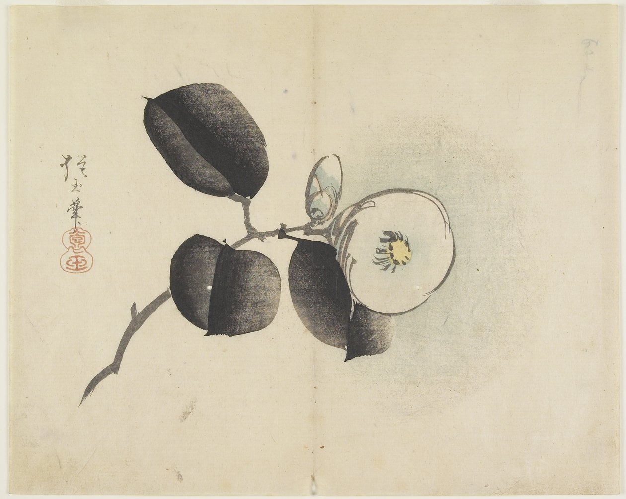 (Květ kamélie a poupě), cca 1830 od Hogyoku
