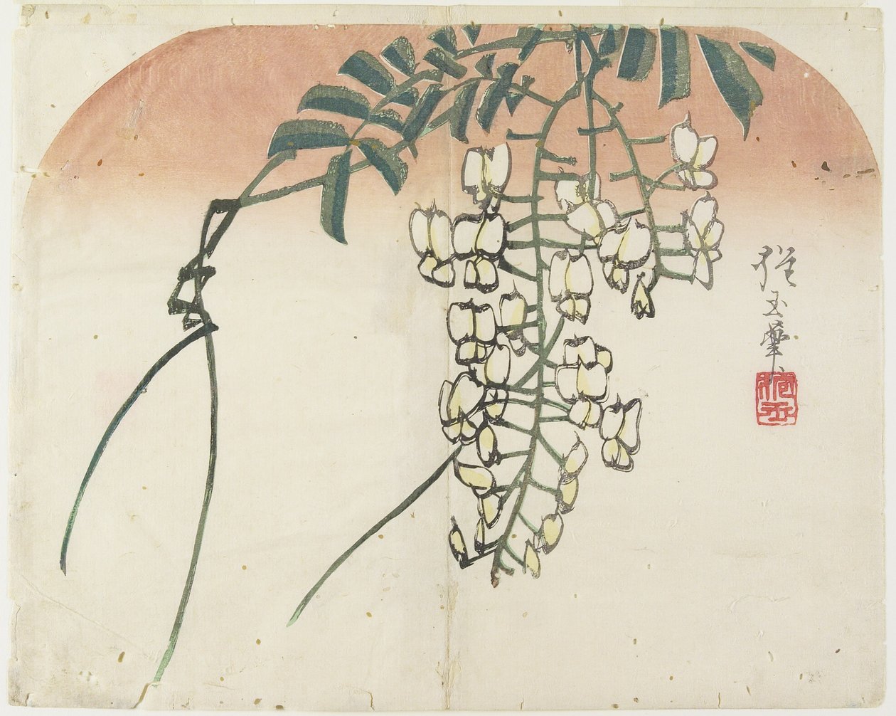 (Wisteria bílá), c. 1830 od Hogyoku