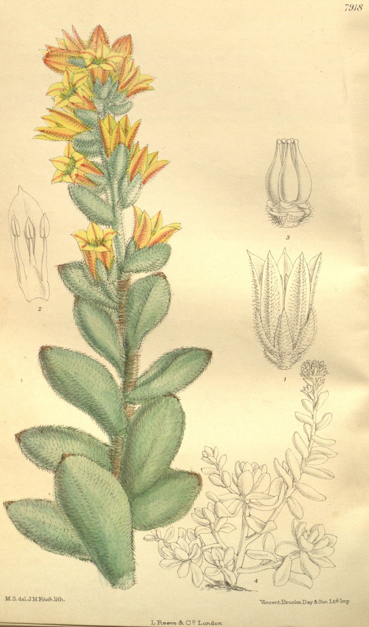 Echeveria pulvinata, jako Cotyledon pulvinata od Hooker f.