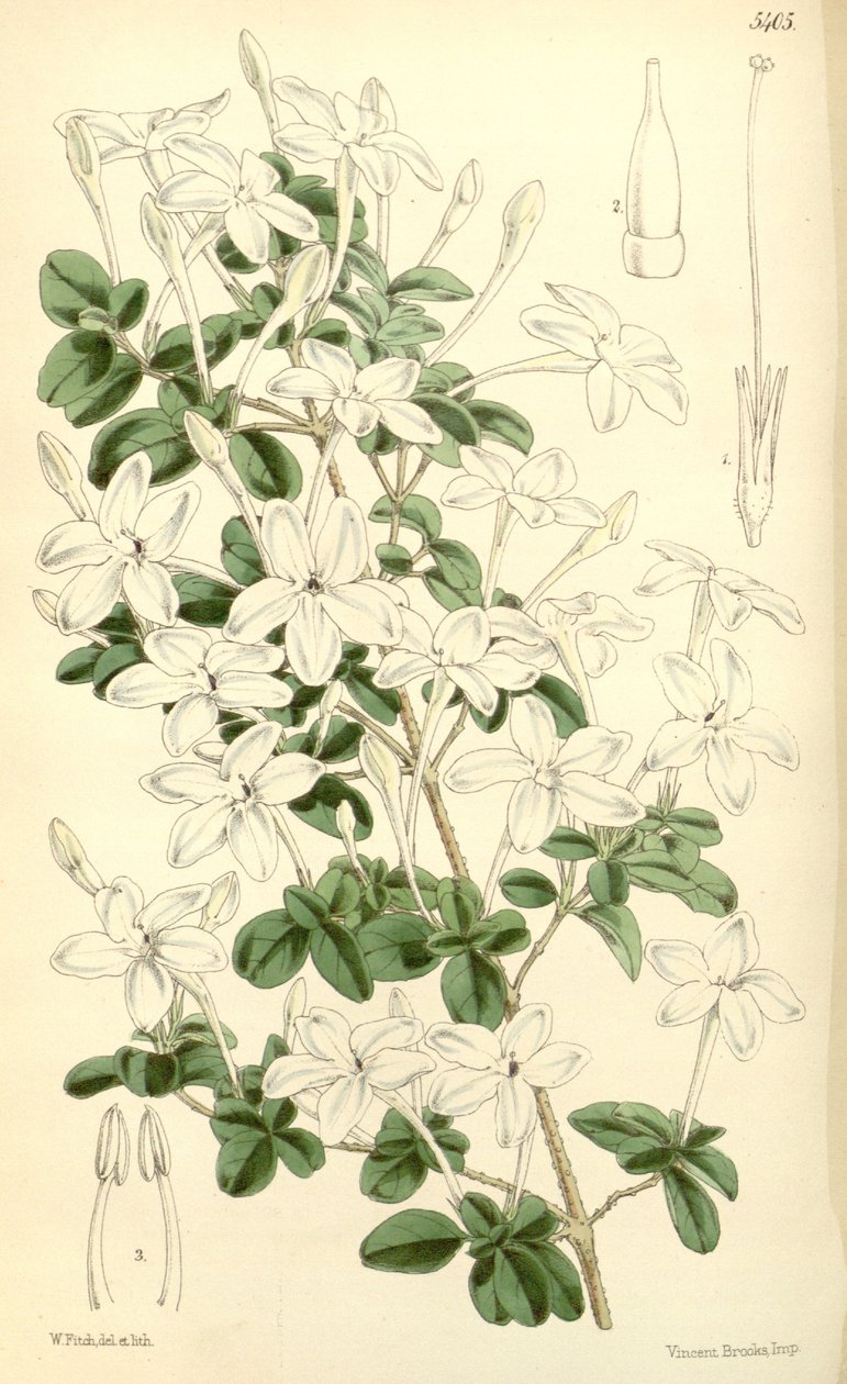 Pseuderanthemum tuberculatum od Hooker f.