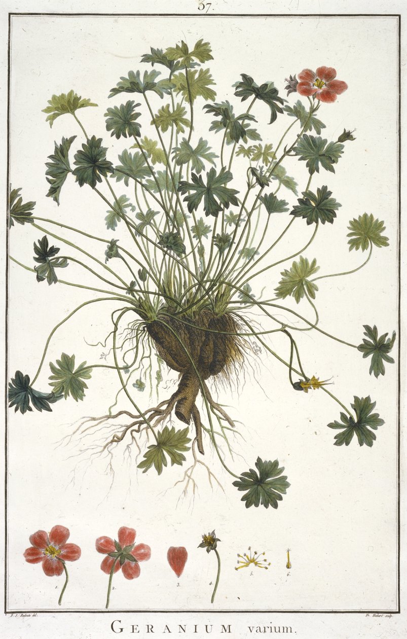 Geranium Varium, z geraniologie, nebo z historie Erodii, Pelargonii, Monsonia a Grieli, ilustrované ikonami, 1787-1788 od Hubert Robert