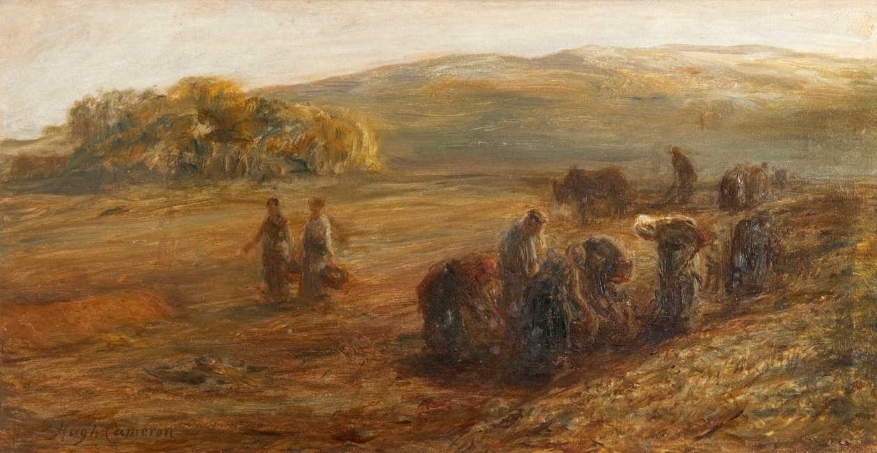Zvedání brambor od Hugh Cameron