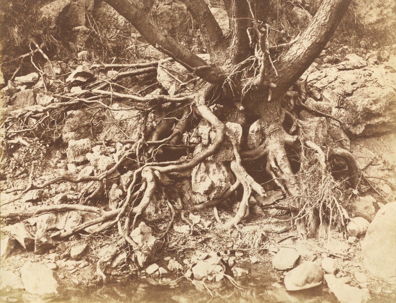 Strom se spletí kořenů, 1853 (foto) od Hugh Owen