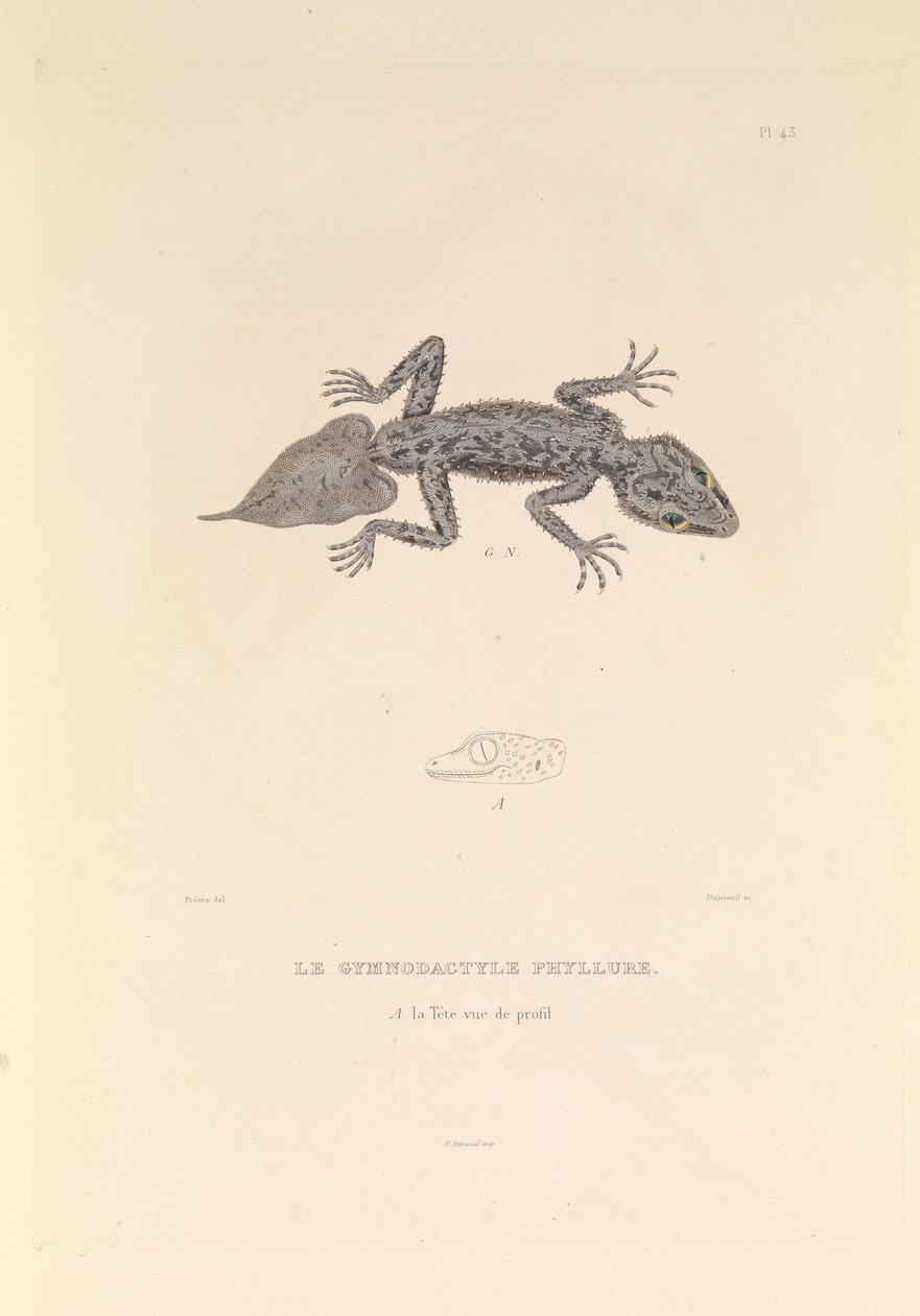 Gymnodactyle Phyllure