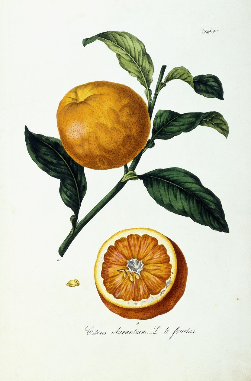 Oranžové ovoce, citrusy od Ignaz (after) Strenzl