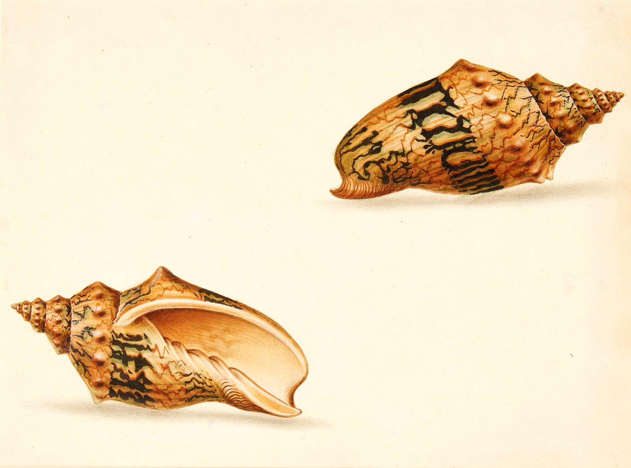 Shell Study (kombinovaná média) od Ignaz Von (manner of) Born