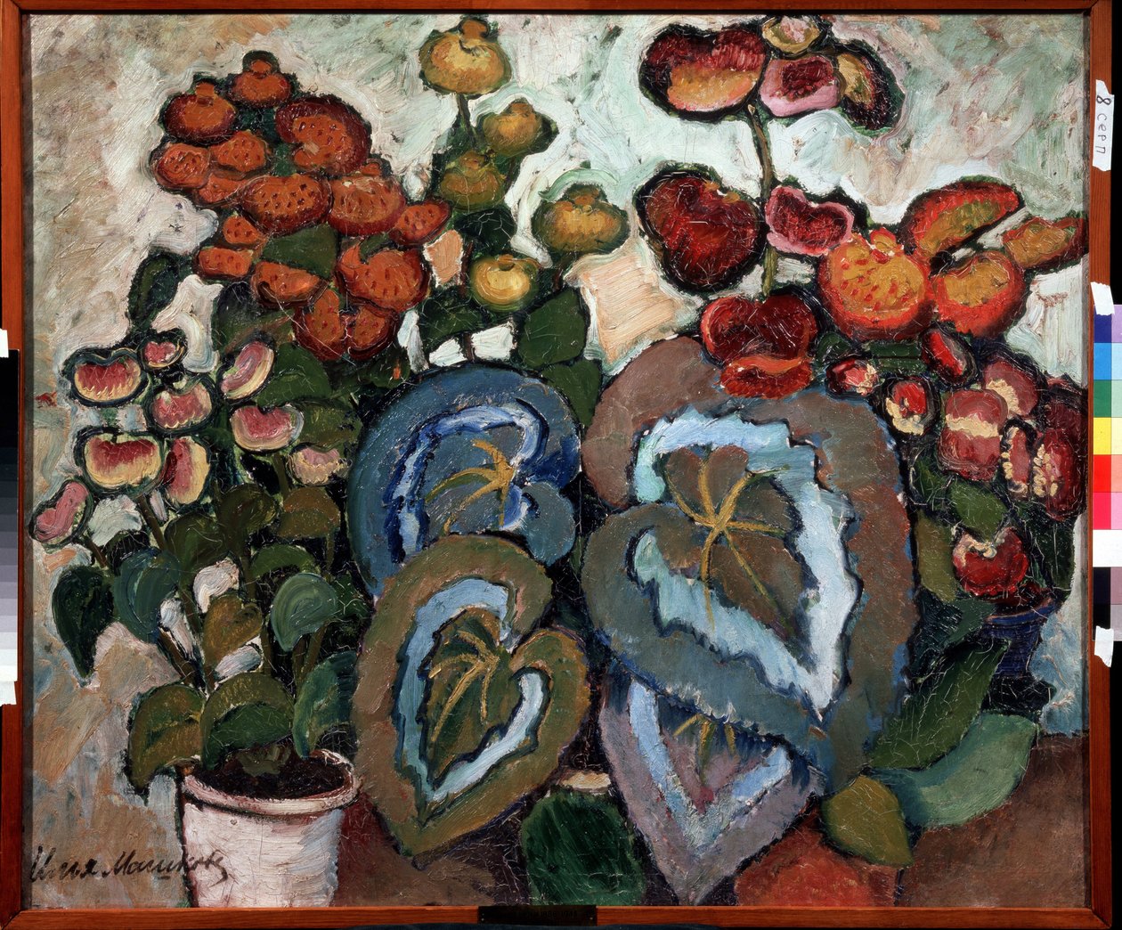 Begónie. Peinture de Ilja Ivanovič Mashkov (Ilja Machkov, Matchkov) (1881-1944), huile sir toile od Ilya Ivanovich Mashkov