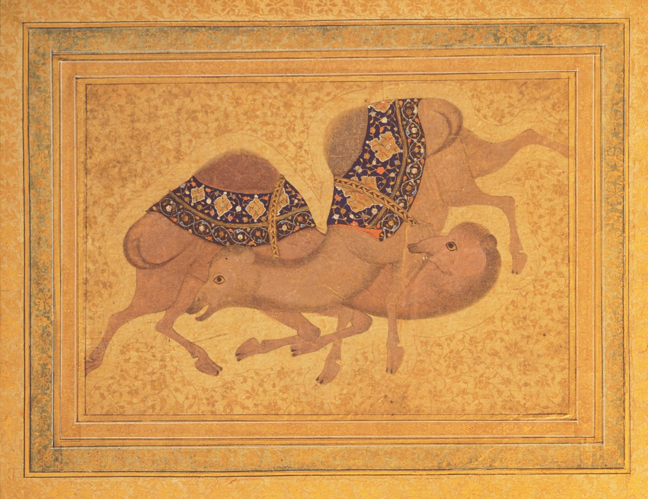 Dva velbloudi bojují, 1620 od Indian School