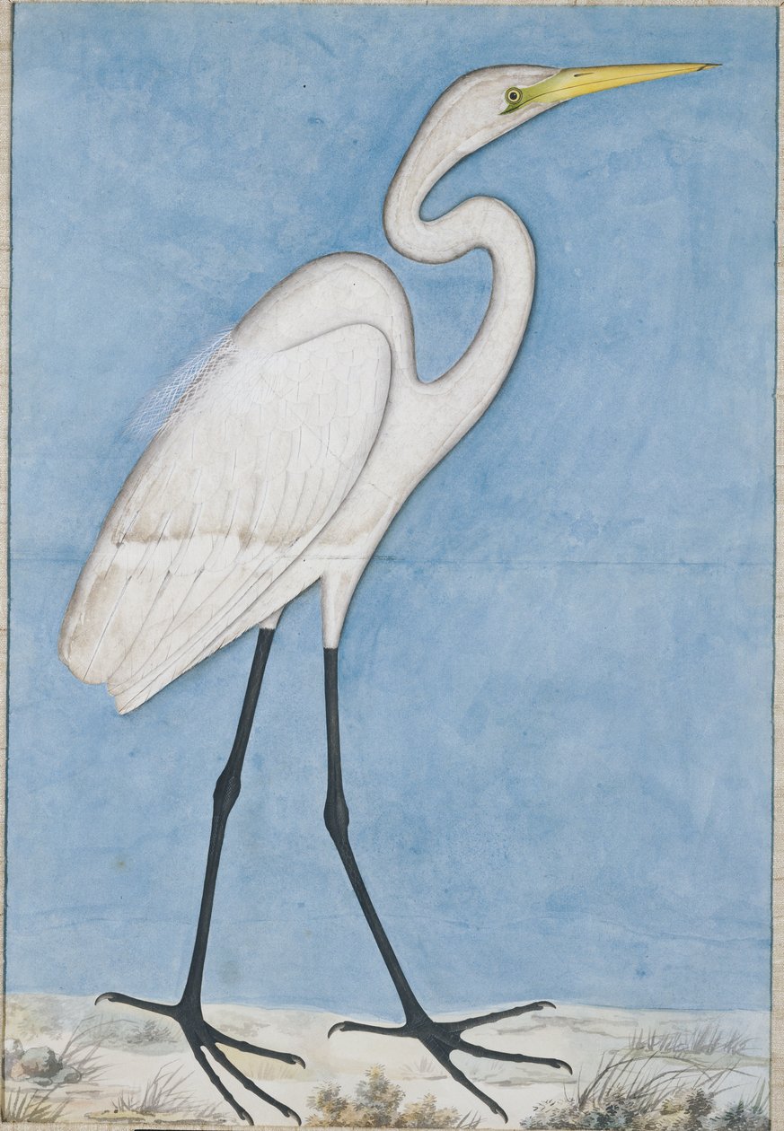 Volavka velká, Lucknow, kolem roku 1790 od Indian School