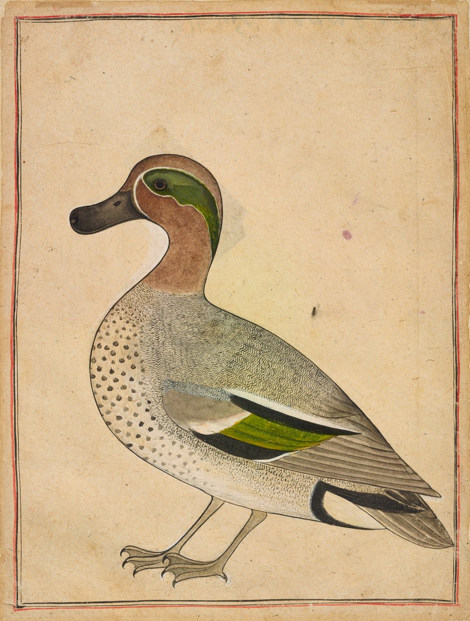 Teal zelenokřídlý, kolem roku 1730 od Indian School
