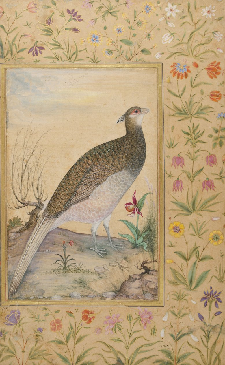 Himalayan Cheer Pheasant, cca 1620, hranice cca 1635 (neprůhledné wc a zlato na papíře) od Indian School