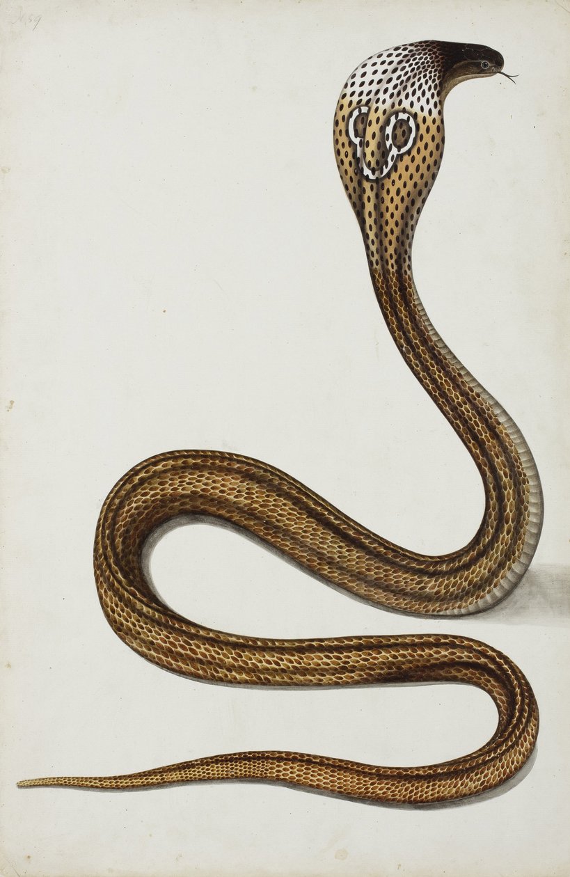 Kobra (Maja tripudians) s roztaženou kapucí, 1785-89 (neprůhledné wc na papíře) od Indian School