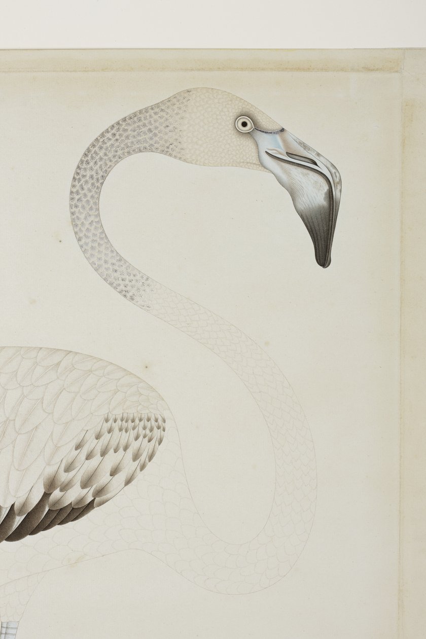 Plameňák, detail, cca 1780 (neprůhledné wc na papíře) od Indian School