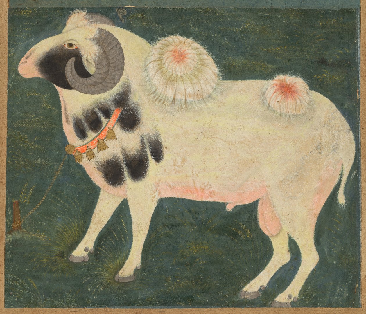 Královský beran se zlatým řetězem, c. 1585 (neprůhledný akvarel a zlato na papíře) od Indian School