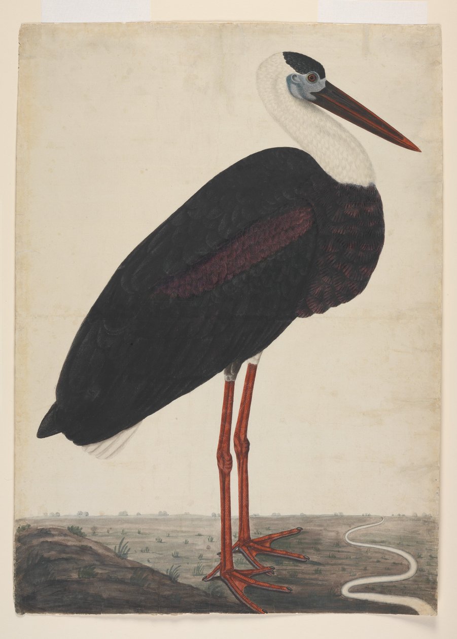 Černý čáp v krajině, cca 1780 (neprůhledný akvarel na evropském papíře) od Indian School