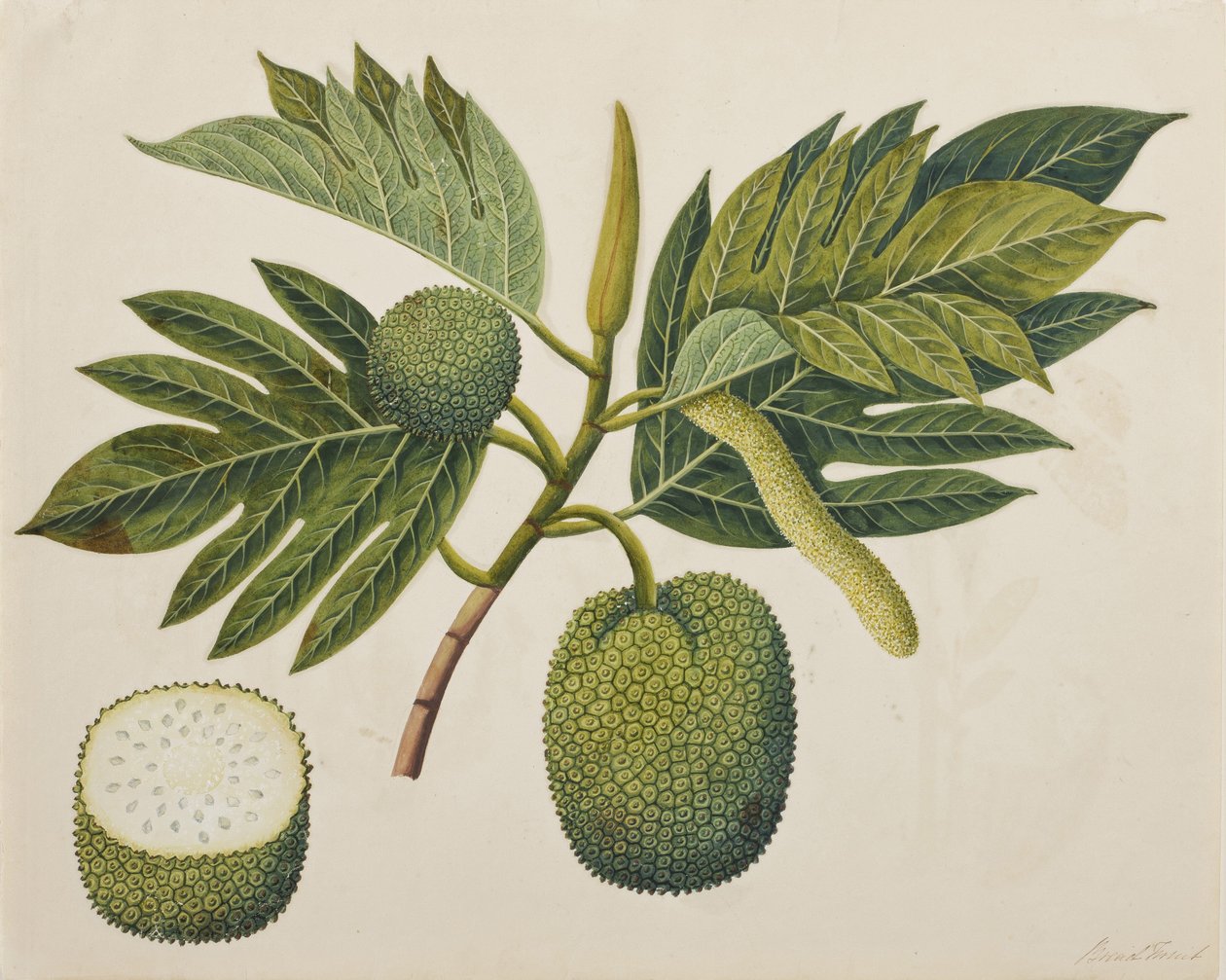 Chlebovník květ, listy a ovoce, cca 1820 (neprůhledné wc na papíře) od Indian School