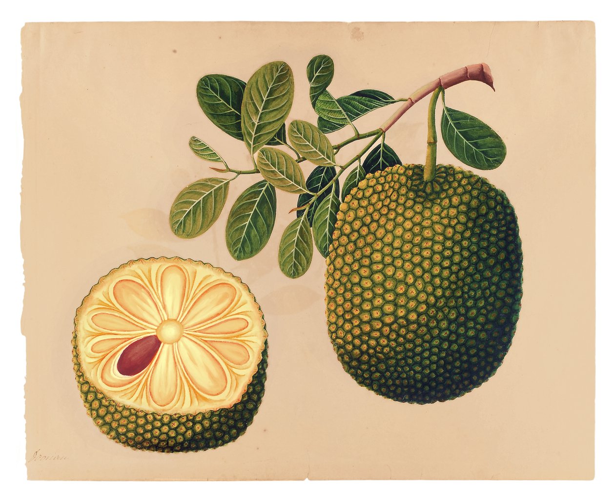 Durian Fruit and Foliage, c.1815 (neprůhledné wc na papíře) od Indian School