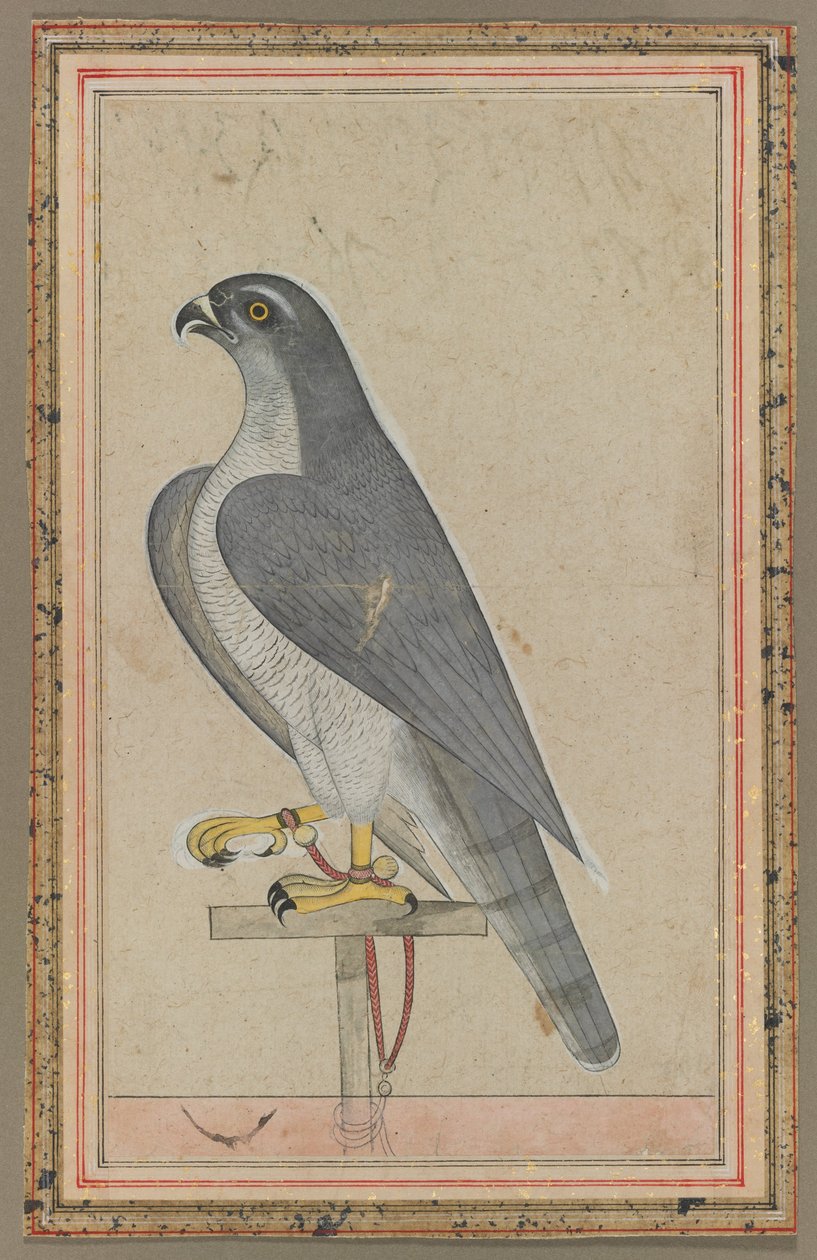 Sokol, asi 1770 (neprůhledný akvarel na papíře) od Indian School