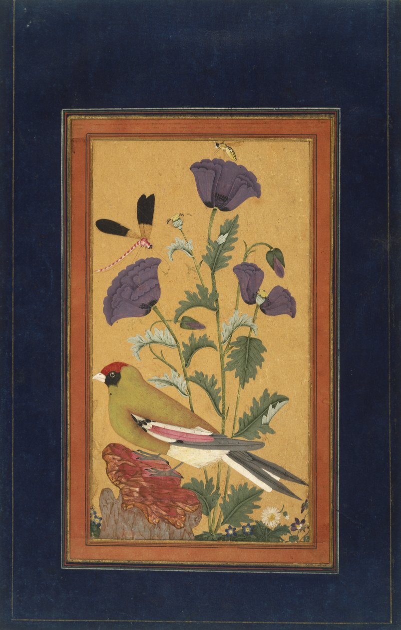 Finch, Poppies, Dragonfly, and Bee, 1650-70 (neprůhledné wc a zlato na papíře) od Indian School
