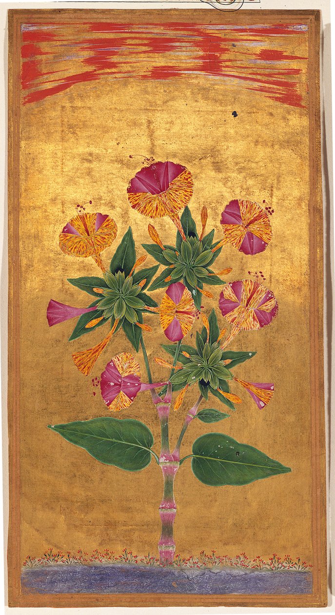 Four OClock aneb The Marvel of Peru (Mirabilis Jalapa), Mughalské období, cca 1640 (neprůhledný akvarel a zlato na papíře) od Indian School
