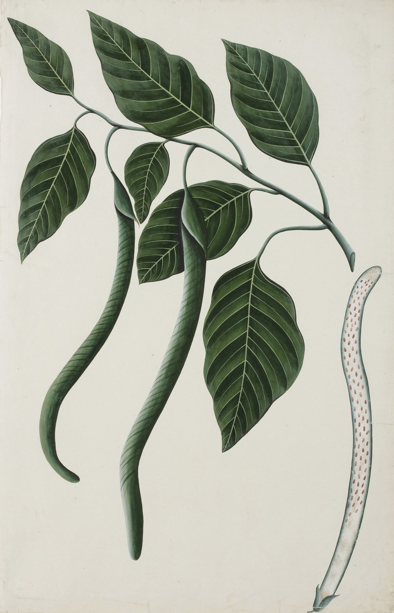 Plody a listy jednoho z Bignoniaceae, 1785-89 (neprůhledné wc na papíře) od Indian School