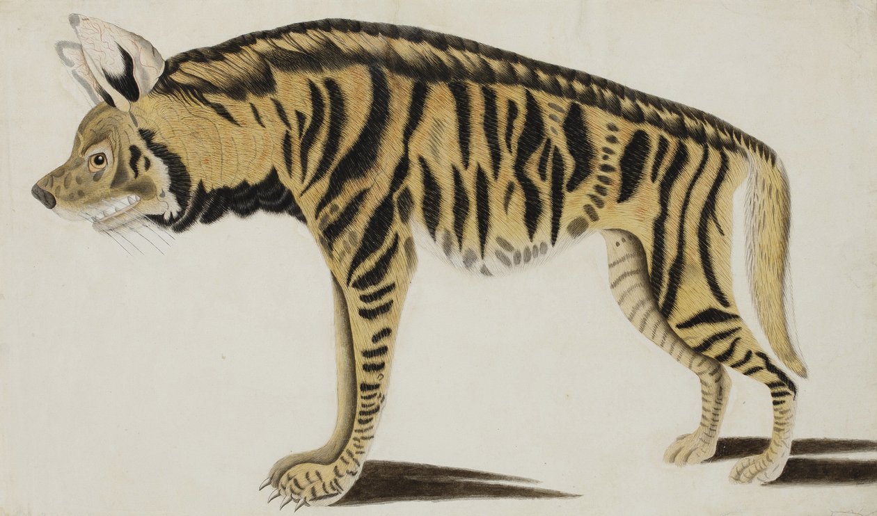 Hyena, po roce 1794 (neprůhledné wc na papíře) od Indian School