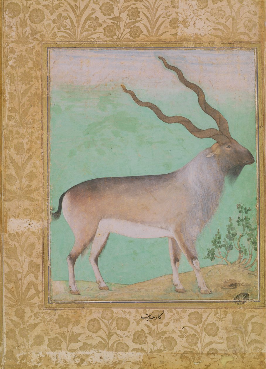 Kozorožec, Mughal od Indian School