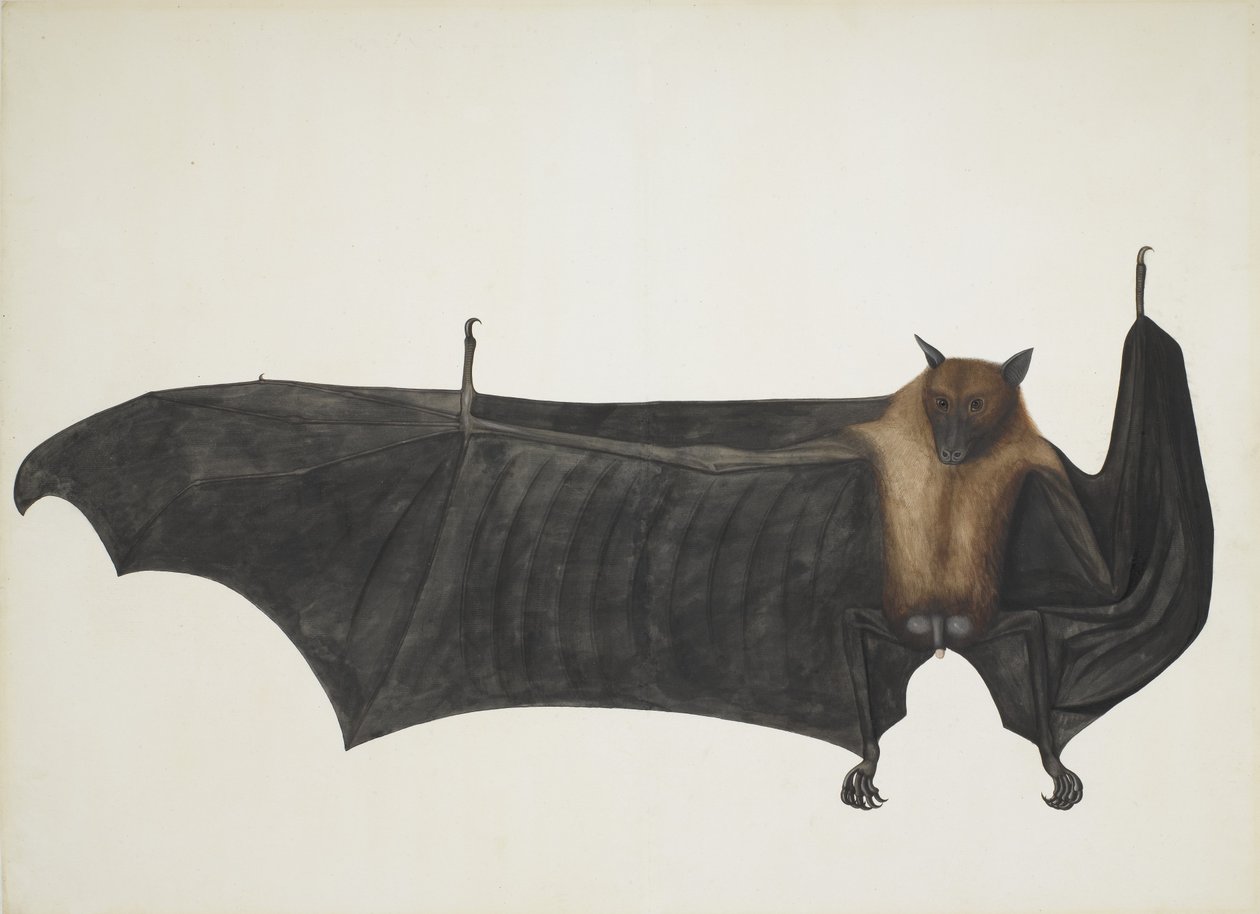 Indická létající liška známá také jako velký indický kaloň, Pteropus Giganteus, c1800. od Indian School