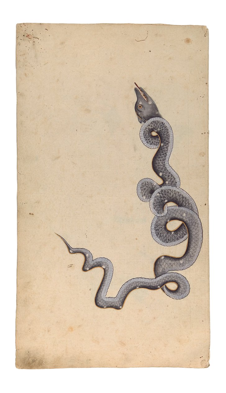 The Constellation of the Dragon: al-Tinnin, 1740 (neprůhledné wc, inkoust a zlato na papíře) od Indian School