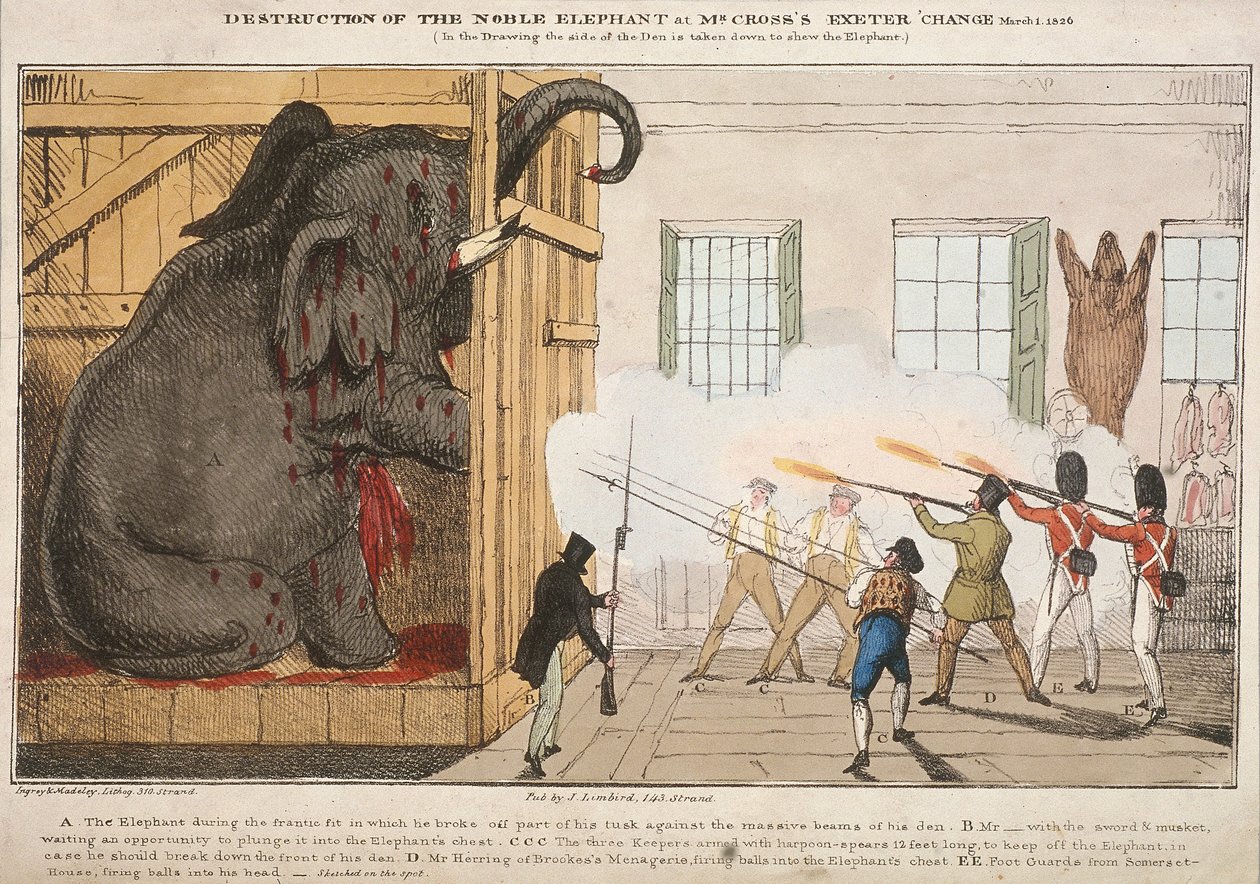 „Zničení ušlechtilého slona sedělo v Exeter Change pana Crosse“, 1826 od Ingrey and Madeley