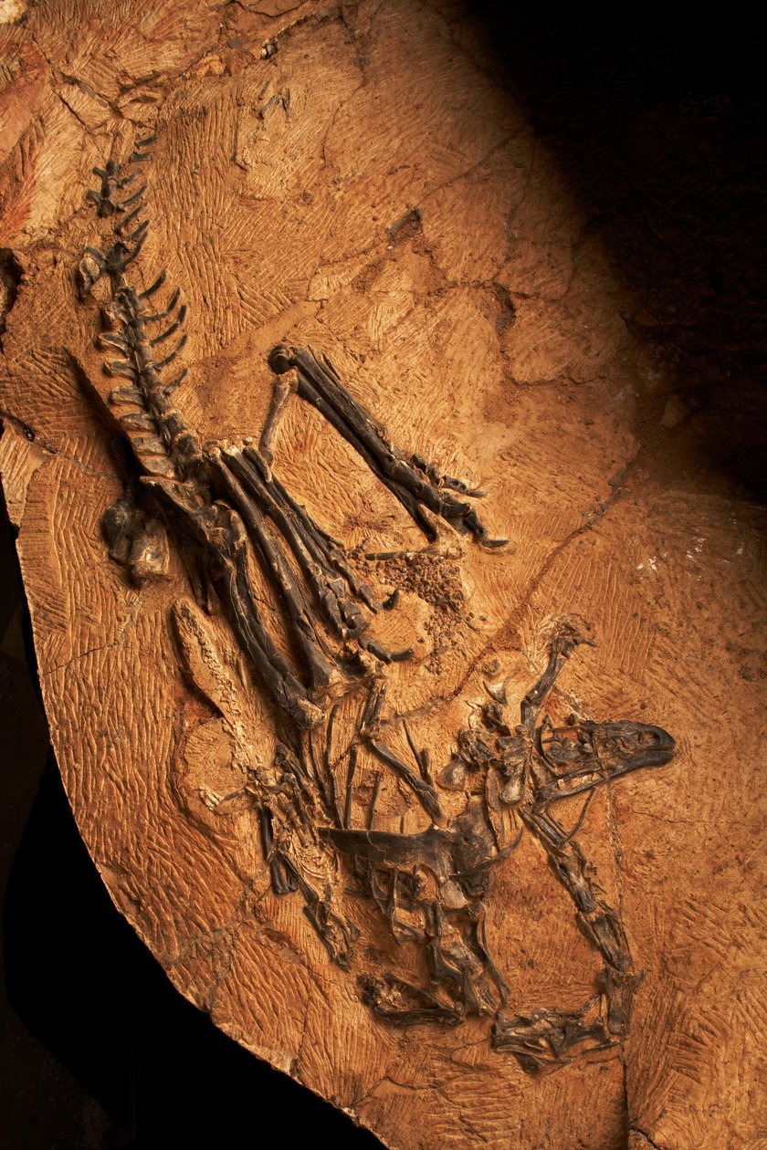 Bezzubý ceratosaurus v Ústavu paleontologie obratlovců a paleoantropologie v Xiaotangshan, severní Peking, Čína. od Ira Block