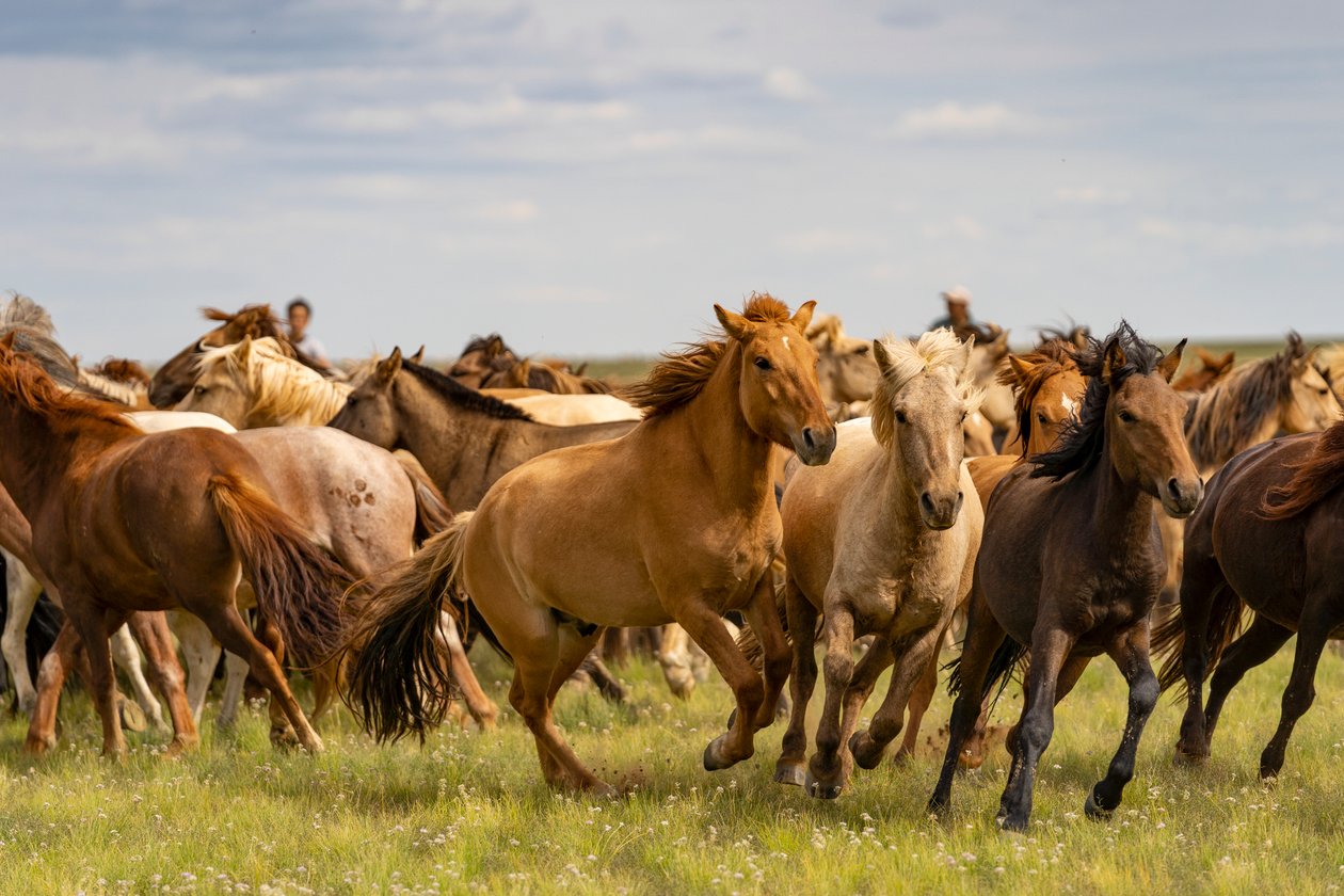 Stádo koní v poušti Jižní Gobi, Mongolsko., 2018 (foto) od Ira Block