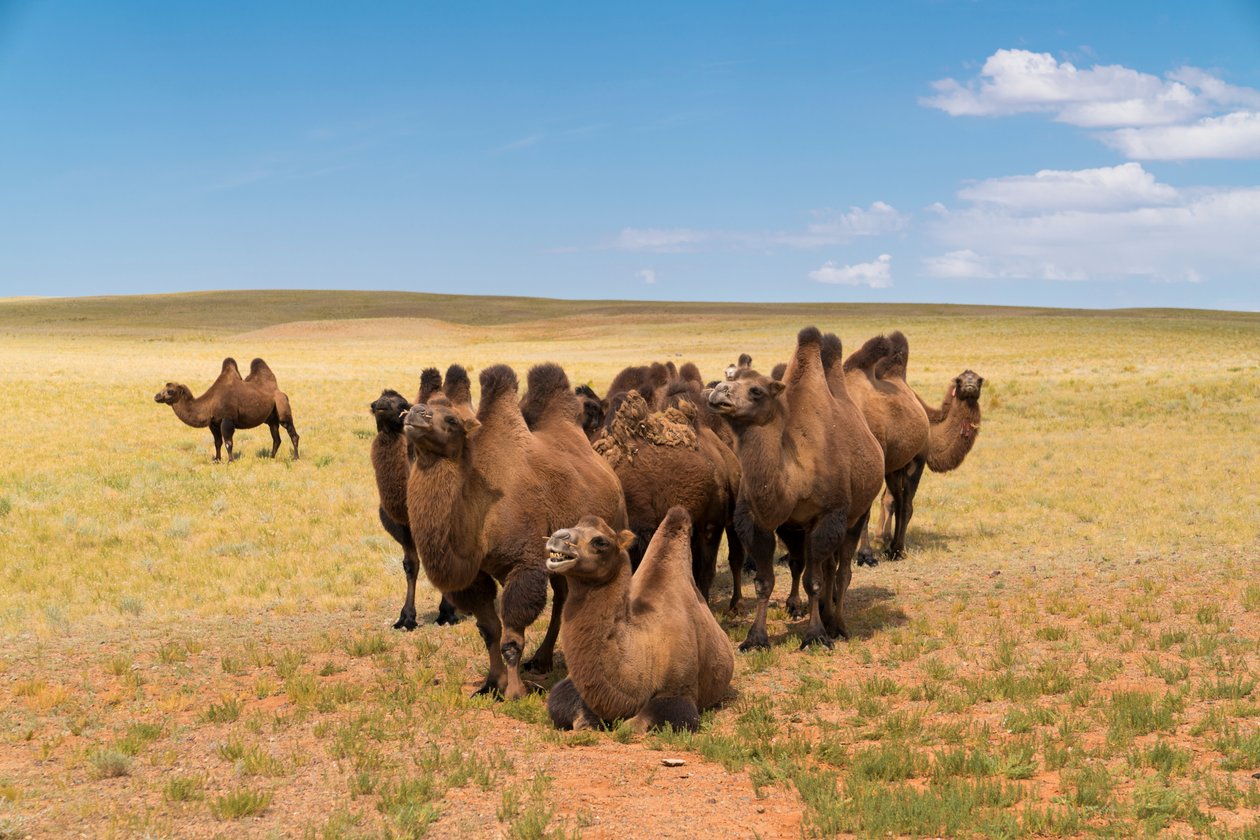 Velbloudi baktrijští v poušti Gobi na jihu Mongolska, 2016 (foto) od Ira Block